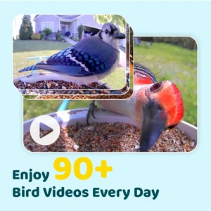 Розумна годівниця з камерою NETVUE Birdfy Solar Blue - Фото 3
