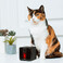 Интерактивная камера с лазером Petcube Play Carbon Black для домашних животных - Фото 7