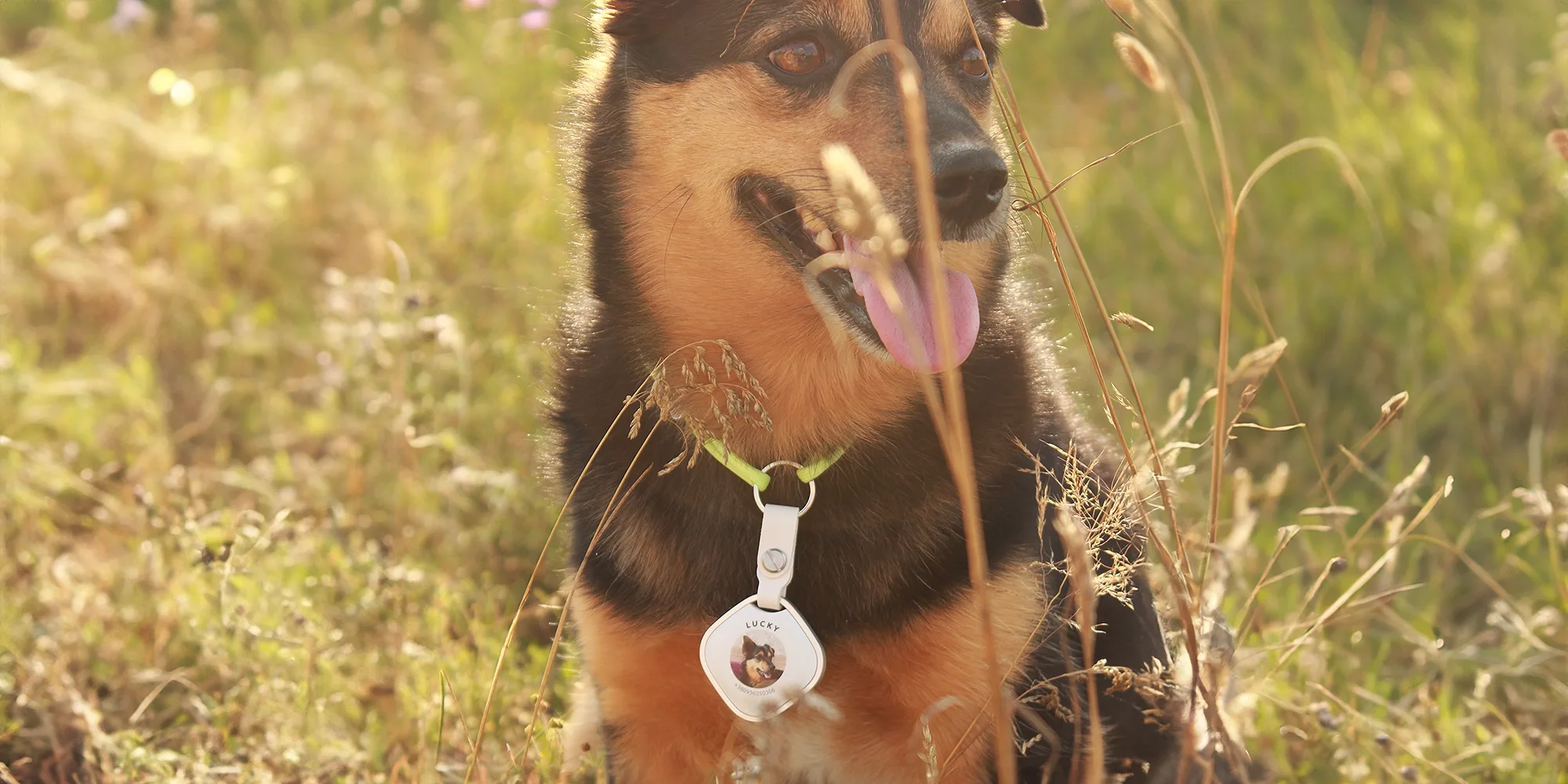 Sleepets Dog Tag Review: Pet Tracker with Apple FindMy Support